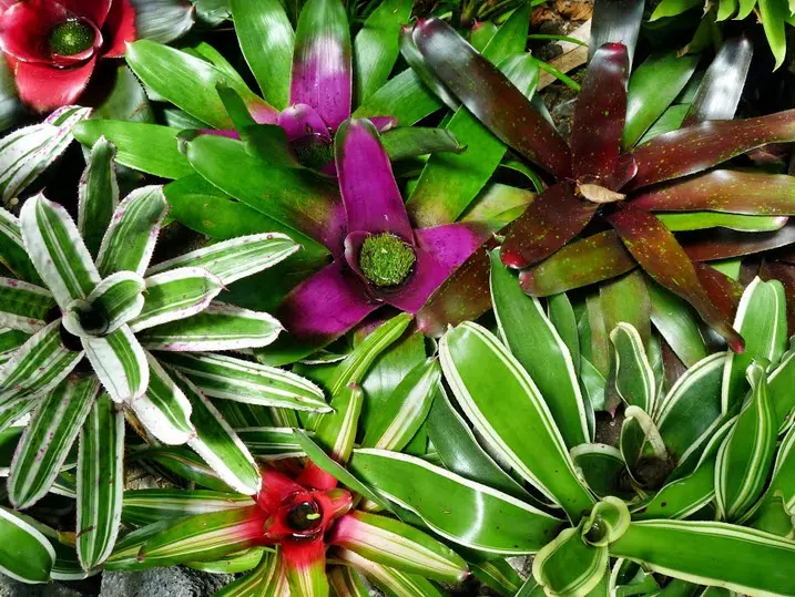 Indio Indoor Plant Services Inside Plants