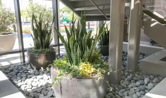 Commercial Indoor Plant Services Southern California