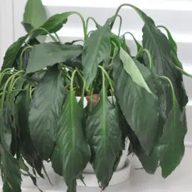 Plant Care Questions Droopy Plant