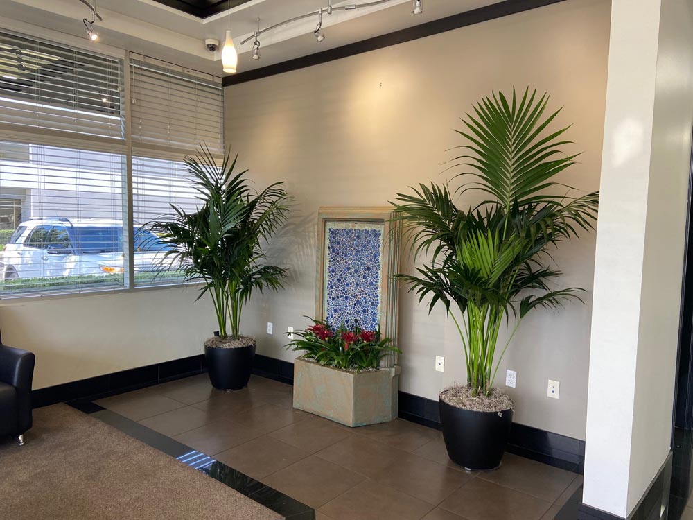 Corporate Indoor Palms