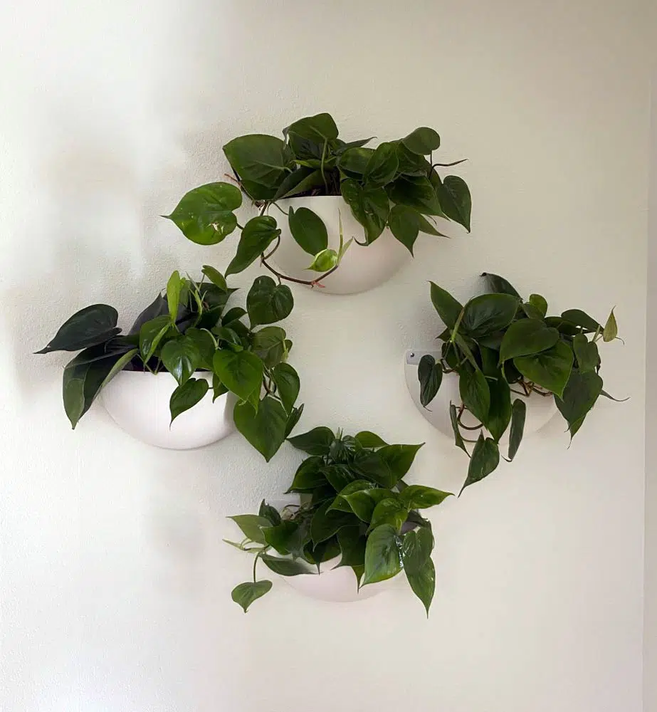 Living Wall Plant Design