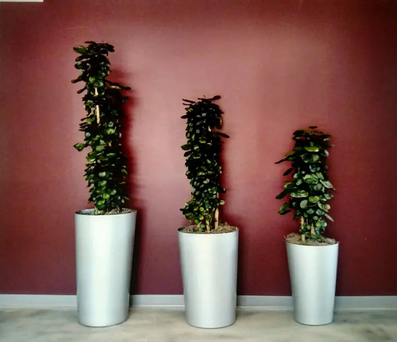 Commercial Office Plant Rentals in Riverside County