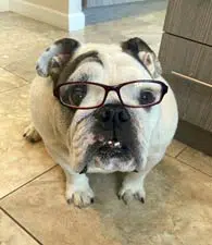 Rosie, the office bulldog