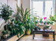 Inside Plants