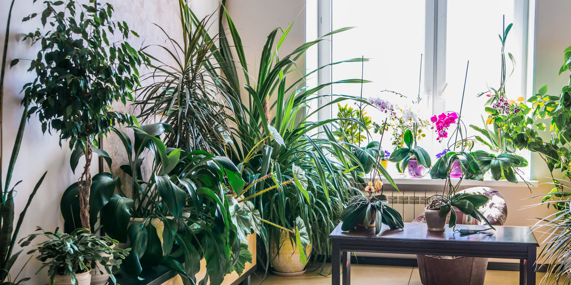 inside plants Inside Plants