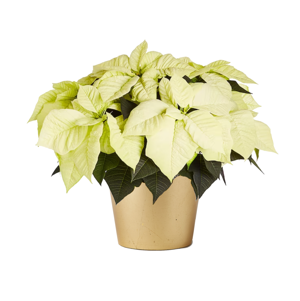White Poinsettia Inside Plants